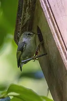 Bird perched at entrance to nesting box