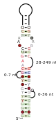 A consensus secondary structure and primary sequence for the right-angle RNA motif.