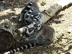 Ring-tailed lemurs