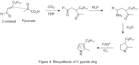 Biosynthesis of pyrrole ring C