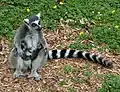 A mother ring-tailed lemur with day-old twins