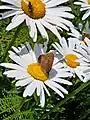 Ringlet butterfly in a garden at Sharptor