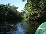 Mangrove forest along Hatiguanico river in the Zapata Swamp, province of Matanzas.