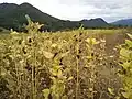 Ripe plants (autumn)