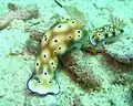 Hypselodoris tryoni exhibiting "trailing" behaviour.