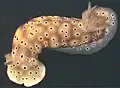 Hypselodoris tryoni