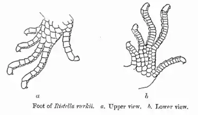 Claw pattern