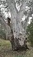 A river red gum in a bend of the Murrumbidgee River near Hay, NSW.