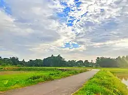 Road and nature at Chairman Para road