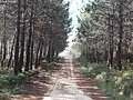 Forest track running through El Surar