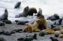 South American sea lions