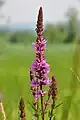 ... and Lythrum salicaria