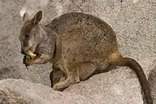 Brown wallaby