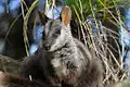 Brush-tailed rock wallaby