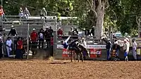 Rodeos (here at the annual fair of Bourail) are part of Caldoche culture.