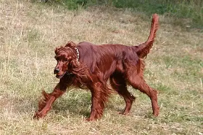 Irish Setter running in the fields