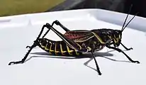 Adult dark morph, University of Mississippi Field Station