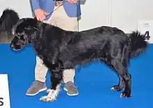 Romanian Raven Shepherd Dog