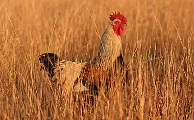 A rooster in the grass