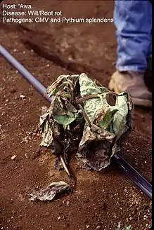 Pythium splendens causing root rot on kava (Piper methysticum)