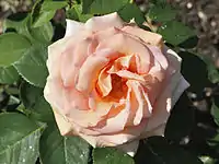 Hybrid Tea 'Sunset Celebration' (Fryer, 1994)