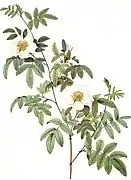 Rosa clinophylla