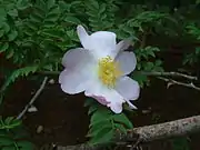 Detail of petal venation and anthers