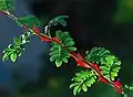 The silky rose (Rosa sericea) known for its ornamental prickles