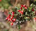 Rose hips of Rosa woodsii