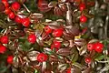 Leaves and berries of Cotoneaster dammeri in Winter