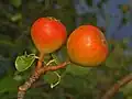 Fruits of Pyrus pyraster