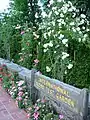 Roses abound throughout the garden