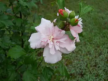 Hibiscus syriacus double bloom