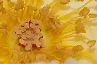 Yellow rose, showing stigmas (centre) and stamens with pollen