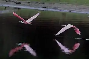 In flight in the Pantanal, Brazil(composite image)