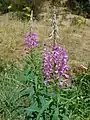 Rosebay willowherb, Chamaenerion angustifolium, in the anthill meadow