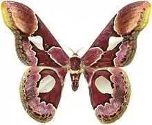 Rothschildia erycina