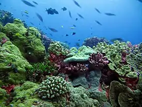 Bed of colourful assorted corals, with view looking up to the surface scattered with fish