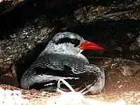 A high contrast image of the nominate, taken from behind the bird while it is on the ground, can be seen.