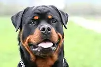 Headshot of a Rottweiler