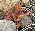 In unusual ground, Tablelands, Gros Morne National Park, Newfoundland and Labrador