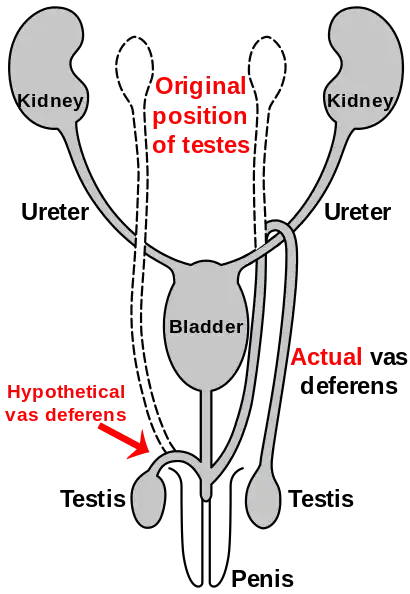 Figure 2g