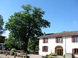 Old oak tree and town hall