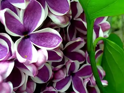 Blooms at the Lilac Celebration, RBG