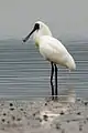 Royal spoonbill