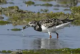 At Narara, Jamnagar, India