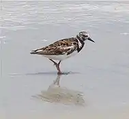 Ruddy turnstone, a non-breeding species commonly found near coastal waters.