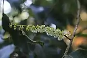 Rudraksha flowers