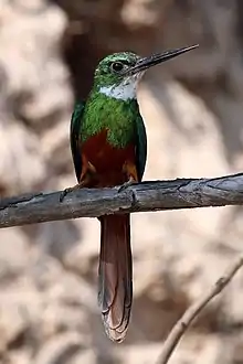 MaleG. r. rufoviridisthe Pantanal, Brazil