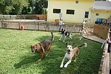 Several dogs running on grass surrounded by a fence.